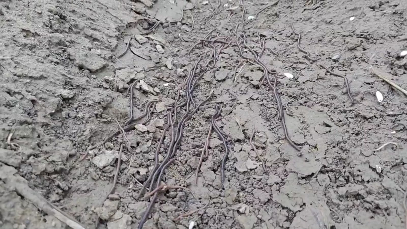 彰化農地驚現蠕動蚯蚓潮！農民嚇壞：大地震要來？ - https://www.watchmedia01.com