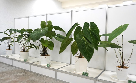 2024台灣熱帶雨林、觀葉植物精品大賞 - https://www.watchmedia01.com