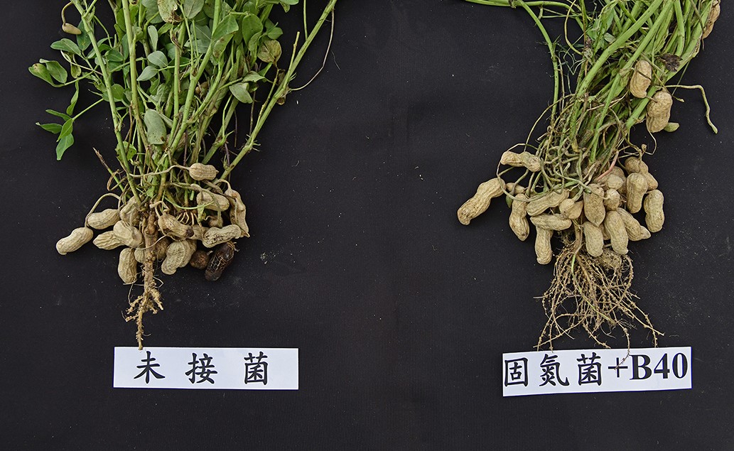 微生物製劑提升落花生產量65%　觀摩會展示突破性成果 - https://www.watchmedia01.com