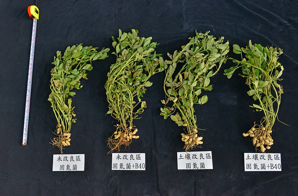 微生物製劑提升落花生產量65%　觀摩會展示突破性成果 - https://www.watchmedia01.com