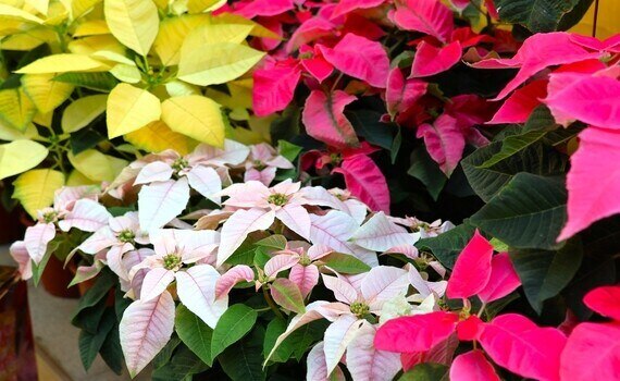 科博館植物園《繽紛花聚-聖誕紅展》絢麗開展 600盆聖誕紅打造溫馨花海 - https://www.watchmedia01.com