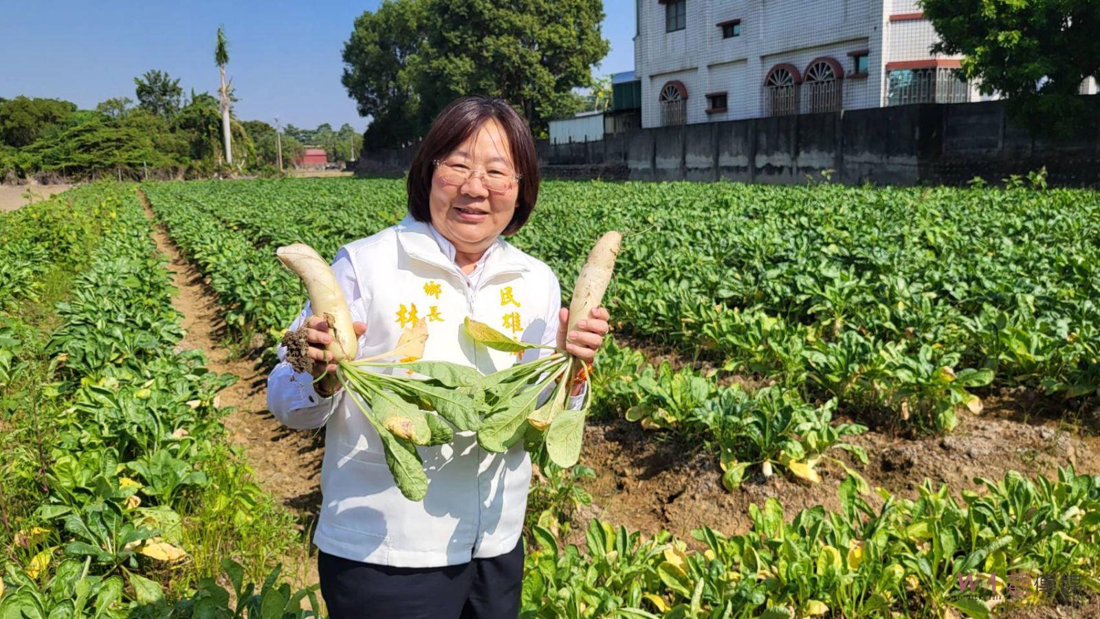 民雄文隆陸橋下花海盛開　林于玲邀請賞花、拔蘿蔔 - https://www.watchmedia01.com