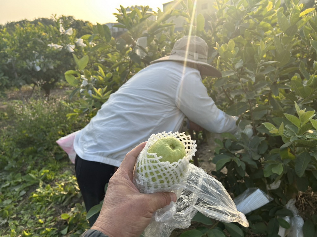 理事長蜜拔品質蓋高尚 陳世郁退下農會回歸基層種出優鮮珍珠芭樂 - https://www.watchmedia01.com