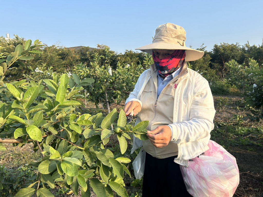 理事長蜜拔品質蓋高尚 陳世郁退下農會回歸基層種出優鮮珍珠芭樂 - https://www.watchmedia01.com