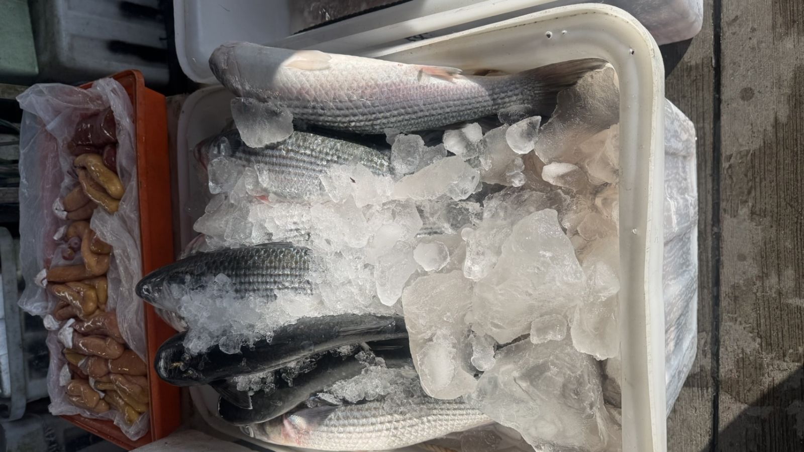 寒冬送暖！黃超群夫婦捐贈烏魚　為弱勢家庭送上暖心魚湯 - https://www.watchmedia01.com