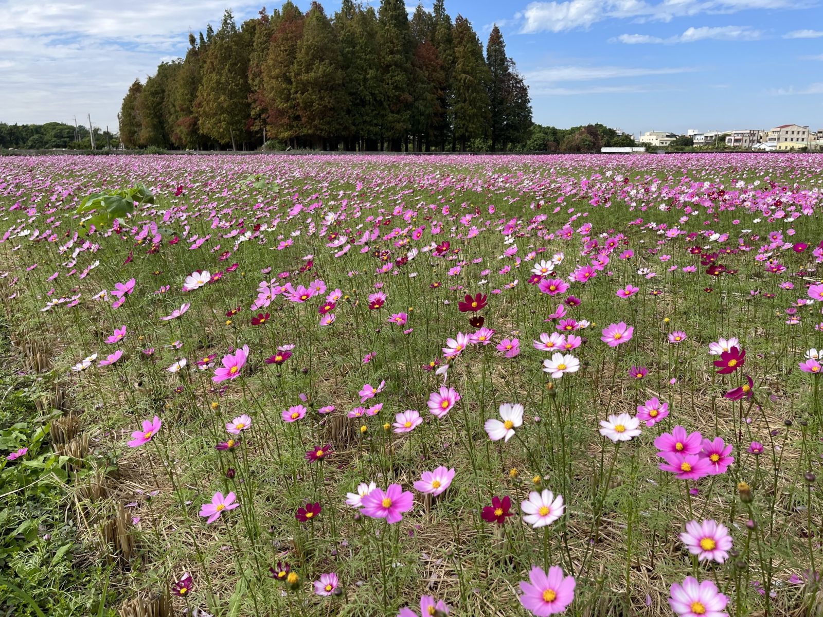 花蛇迎春　員林市南區公園花海盛放　春節假期歡迎來賞花 - https://www.watchmedia01.com
