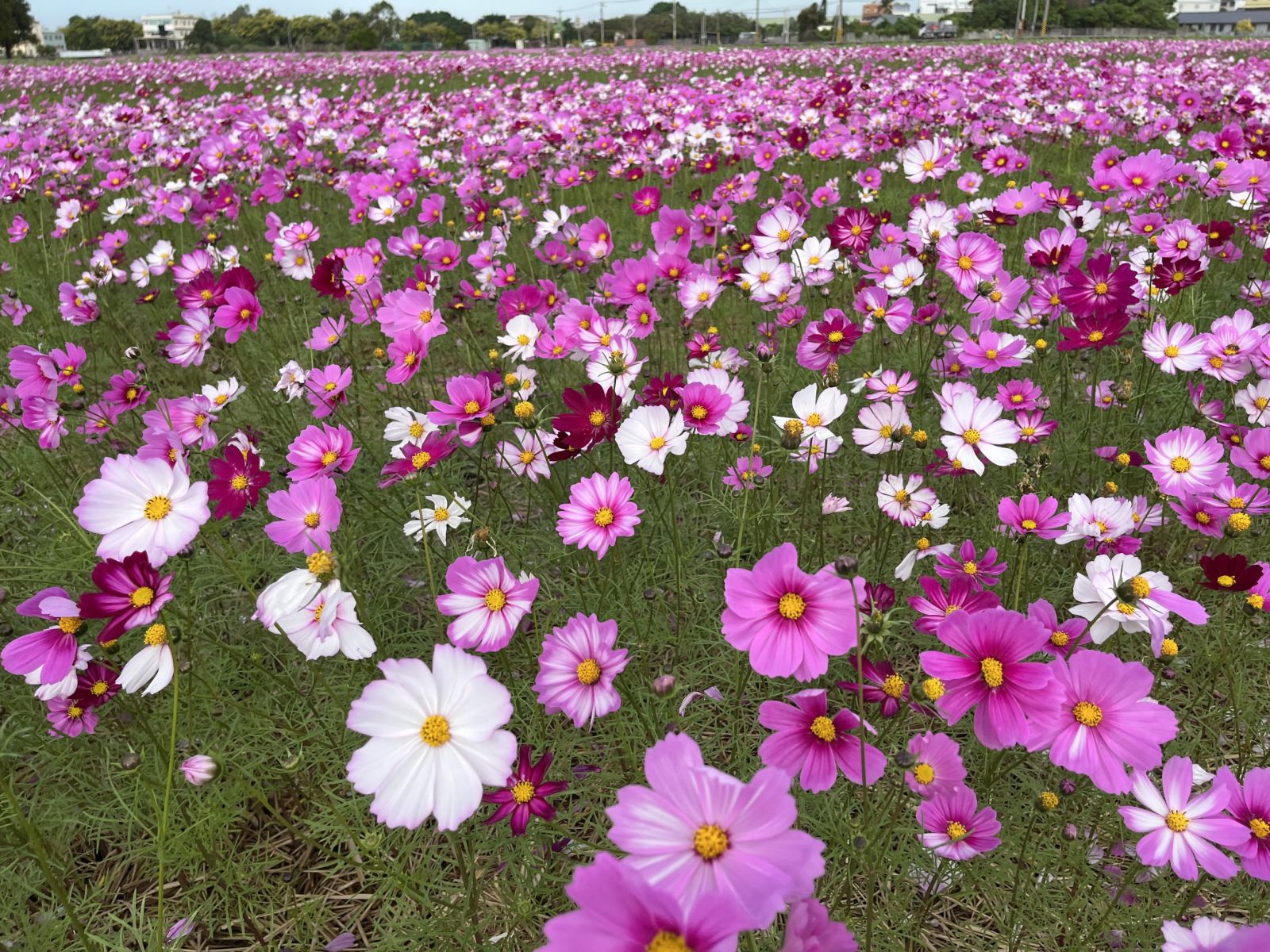 花蛇迎春　員林市南區公園花海盛放　春節假期歡迎來賞花 - https://www.watchmedia01.com