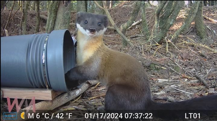 山林精靈黃喉貂:超萌卻是山林的獵食者 - https://www.watchmedia01.com