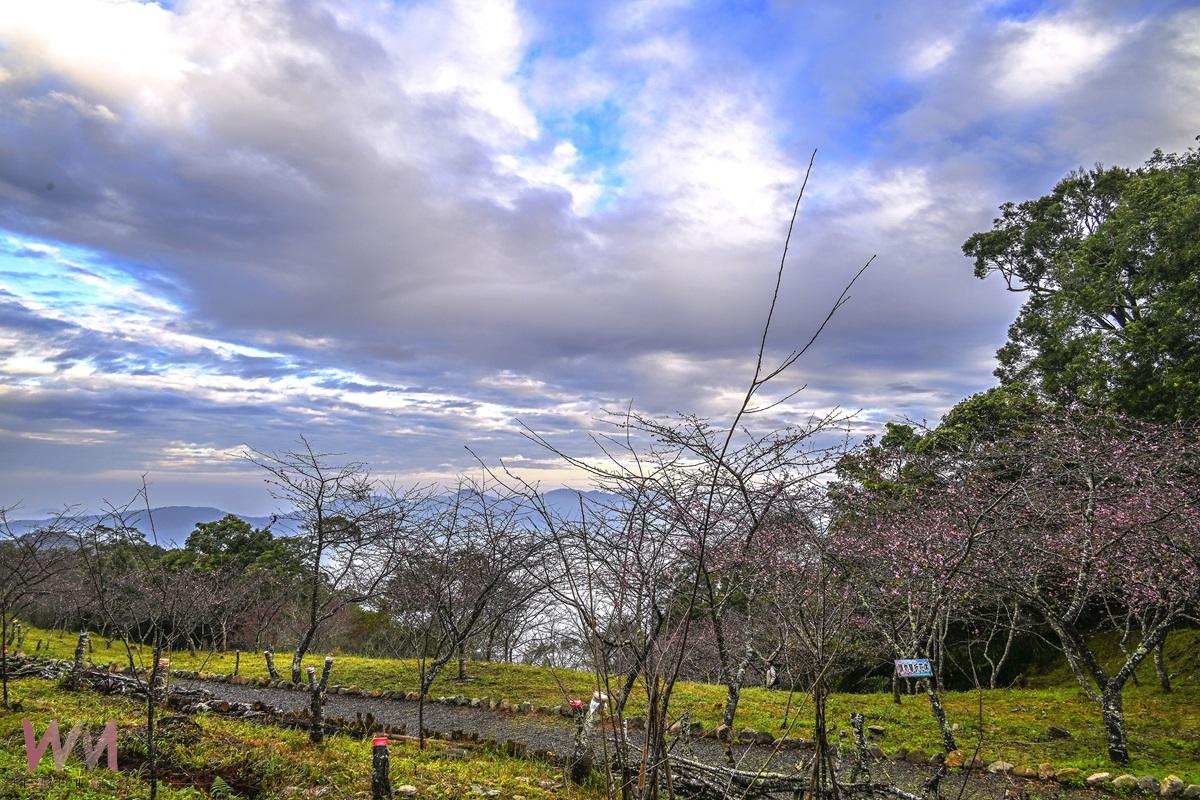 尋梅樂舞相約六龜 桃源櫻花季接續浪漫登場 - https://www.watchmedia01.com