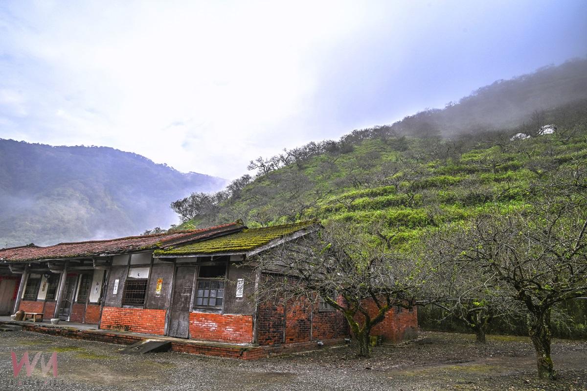 尋梅樂舞相約六龜 桃源櫻花季接續浪漫登場 - https://www.watchmedia01.com