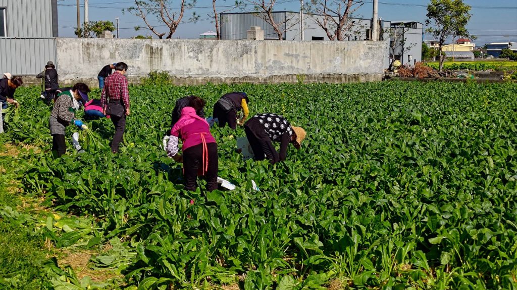 芬園鄉拔蘿蔔活動今年活動將擴大至2公頃的農地，並準備超過5萬根蘿蔔，讓民眾與遊客不僅可以體驗農村生活。（黃翊愷提供）
