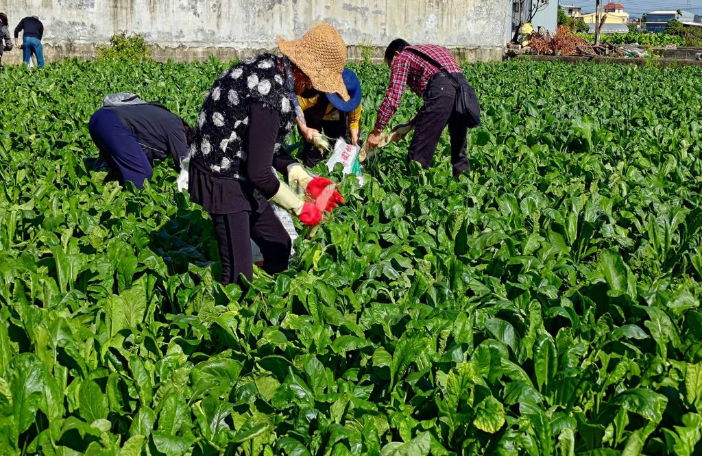 芬園鄉拔蘿蔔活動今年活動將擴大至2公頃的農地，並準備超過5萬根蘿蔔，讓民眾與遊客不僅可以體驗農村生活。（黃翊愷提供）