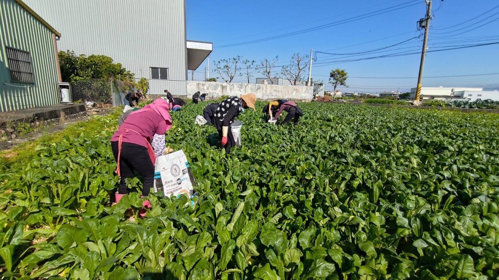 芬園鄉拔蘿蔔活動今年活動將擴大至2公頃的農地，並準備超過5萬根蘿蔔，讓民眾與遊客不僅可以體驗農村生活。（黃翊愷提供）