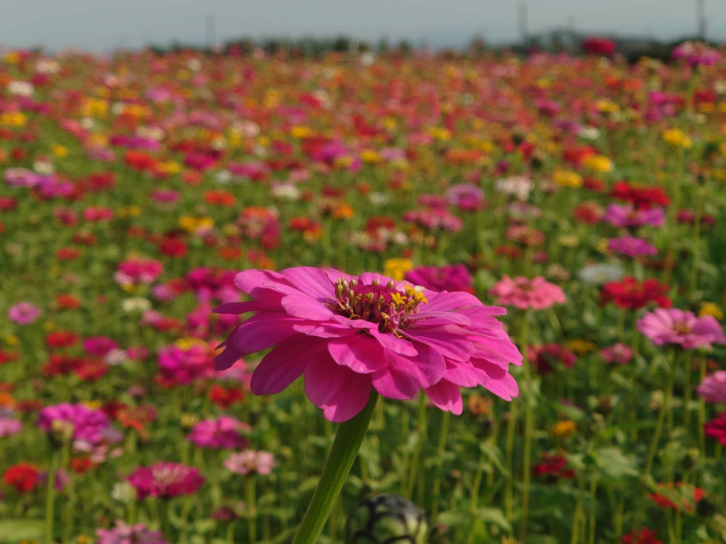 芬園鄉秘境花海吸引遊客　前所未見的三色同框美景現身 - https://www.watchmedia01.com