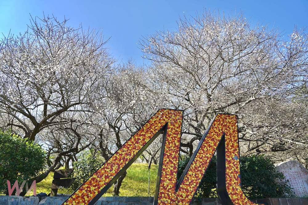 梅山公園梅花綻放　嘉縣府邀賞「平地雪景」 - https://www.watchmedia01.com