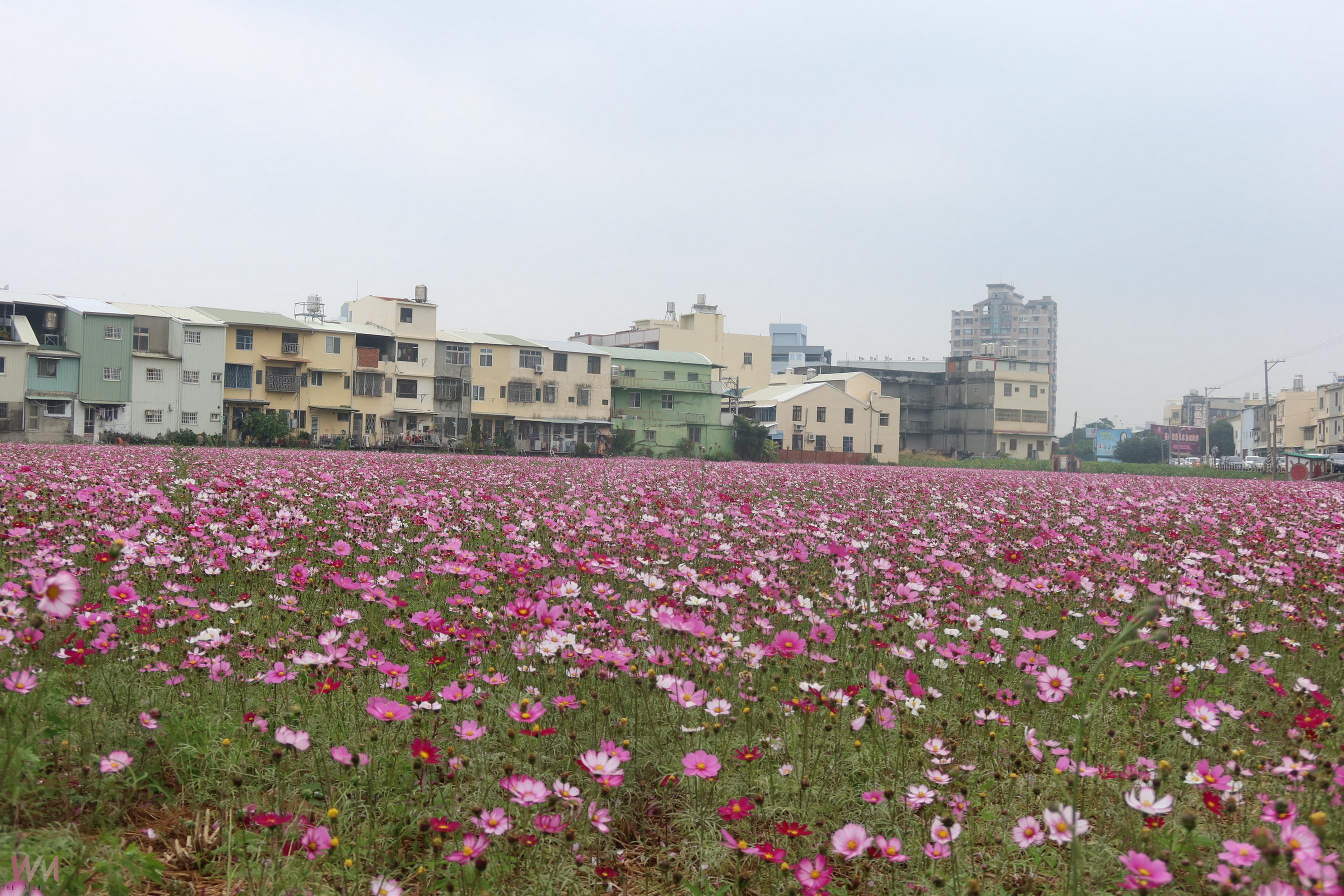 （有影片）／2025彰化市「花漾Chill」活動登場　8公頃花海浪漫綻放迎客 - https://www.watchmedia01.com