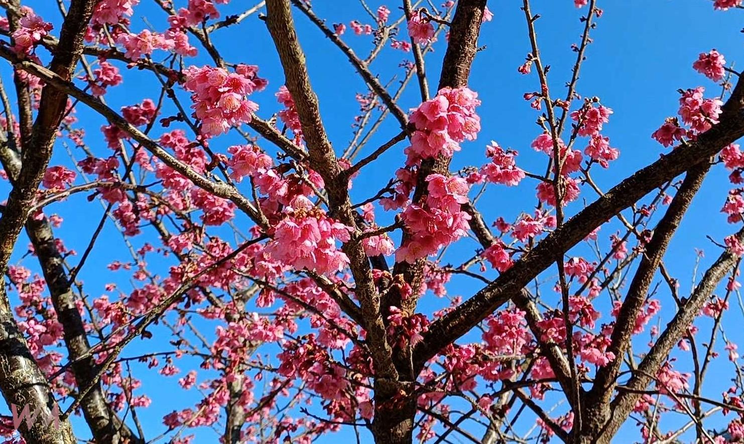 （有影片）／2025古坑草嶺石壁櫻花季開幕　張麗善邀全國民眾共賞浪漫櫻花美景 - https://www.watchmedia01.com