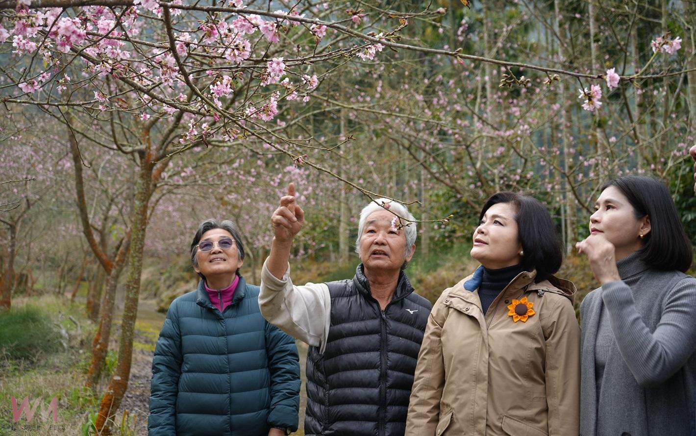 （有影片）／2025古坑草嶺石壁櫻花季開幕　張麗善邀全國民眾共賞浪漫櫻花美景 - https://www.watchmedia01.com