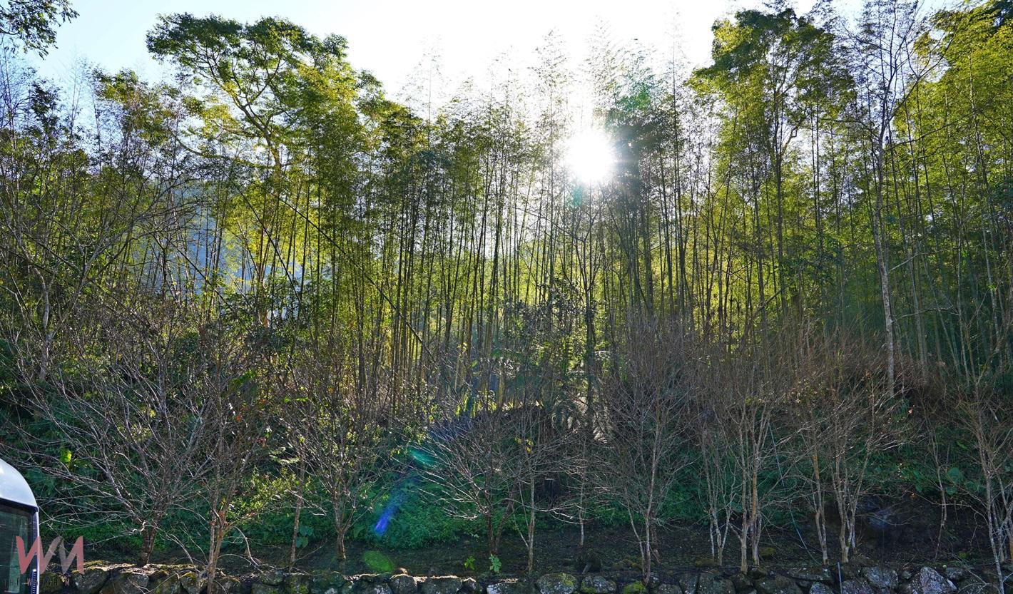 （有影片）／2025古坑草嶺石壁櫻花季開幕　張麗善邀全國民眾共賞浪漫櫻花美景 - https://www.watchmedia01.com