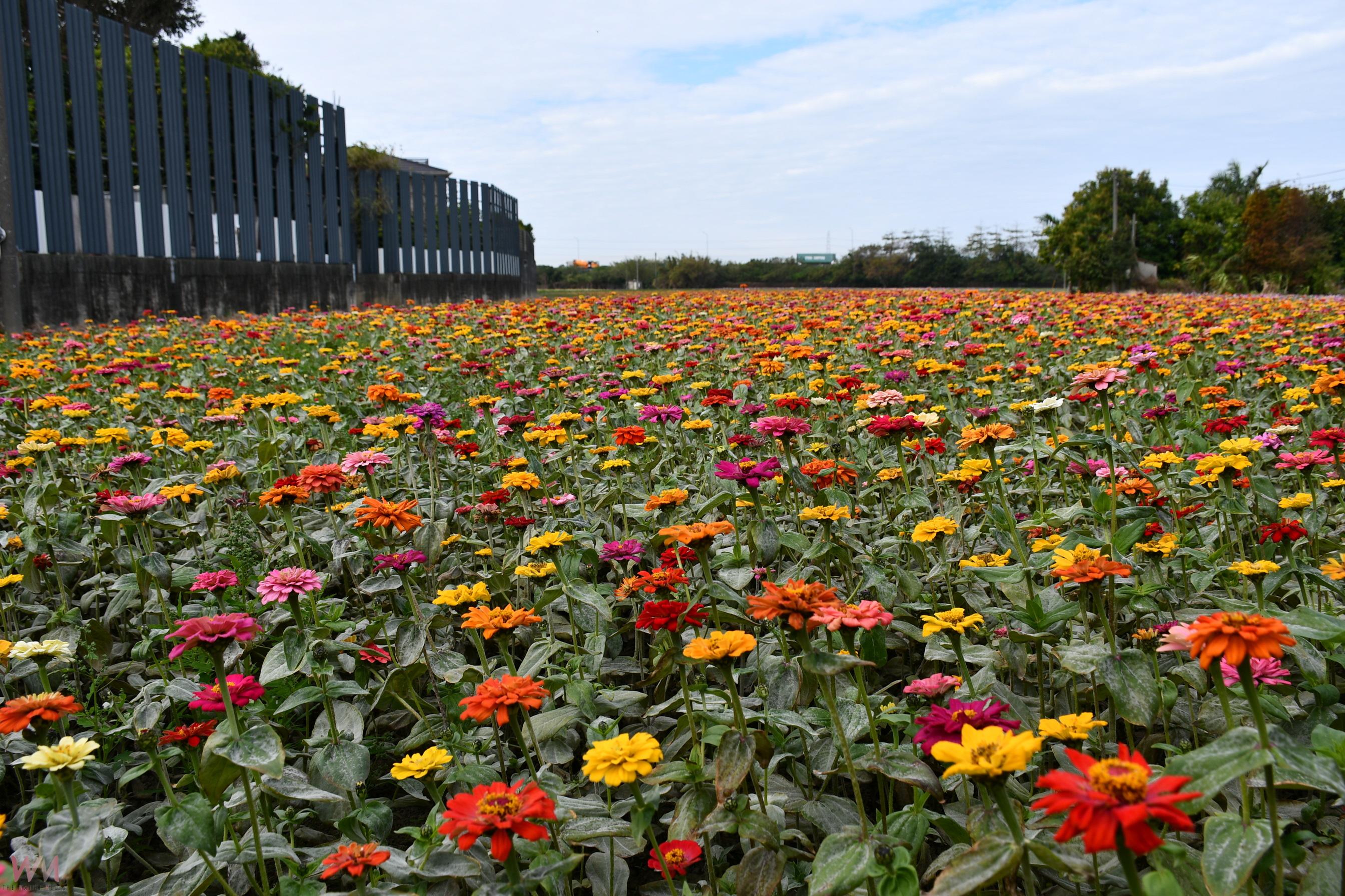 （有影片）／2025彰化花漾Chill活動開跑！賞花+稻草藝術任你玩 - https://www.watchmedia01.com