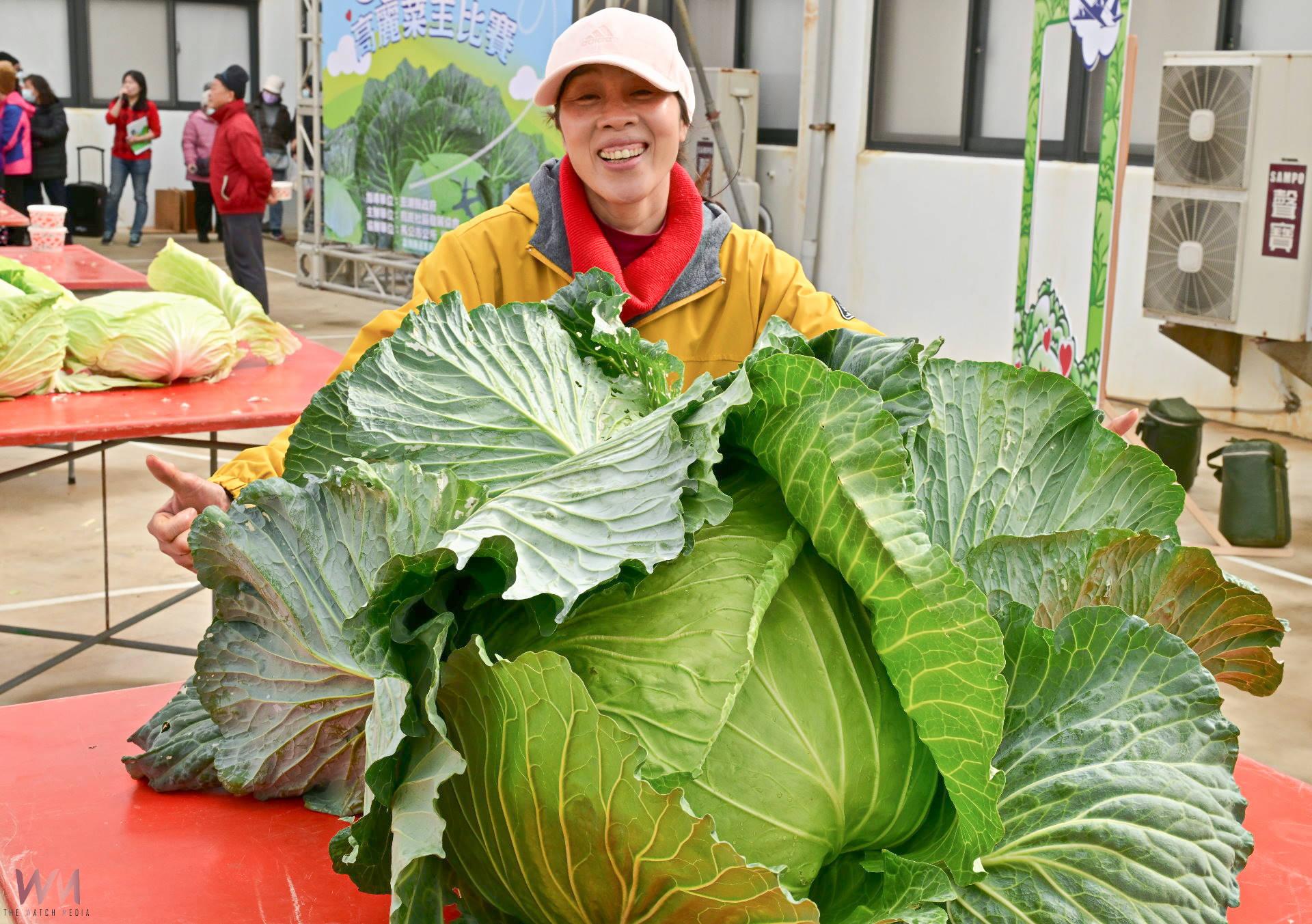 （有影片）／大又美的澎湖新高麗菜王出爐 烏崁特有種重達19.1斤 - https://www.watchmedia01.com