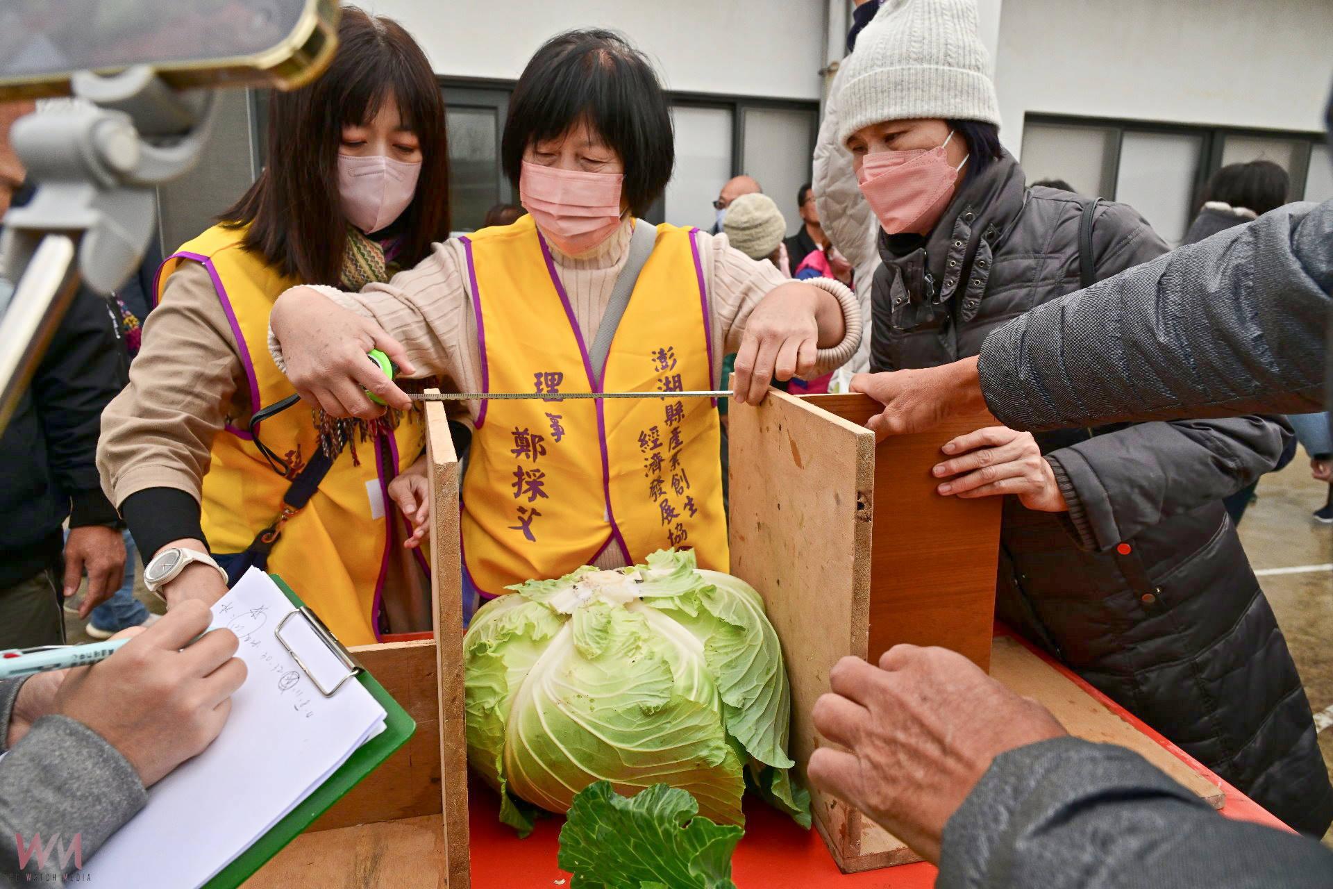 （有影片）／大又美的澎湖新高麗菜王出爐 烏崁特有種重達19.1斤 - https://www.watchmedia01.com