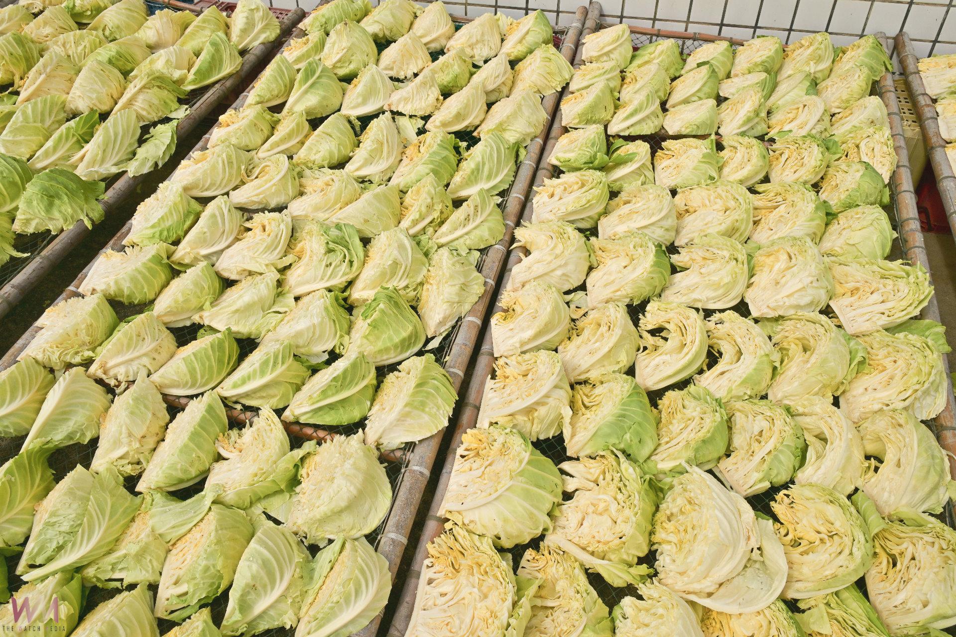 （有影片）／大又美的澎湖新高麗菜王出爐 烏崁特有種重達19.1斤 - https://www.watchmedia01.com