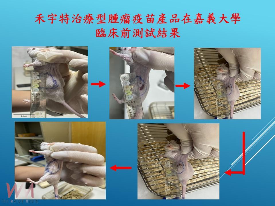 小鼠腫瘤細胞全消　嘉大產學合作腫瘤疫苗試驗成功 - https://www.watchmedia01.com