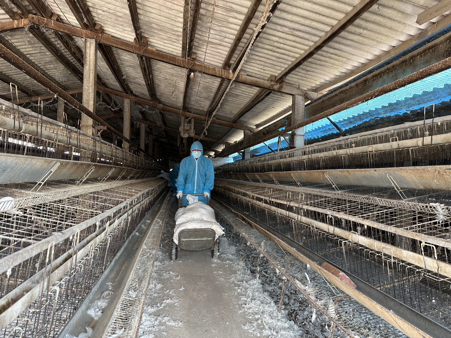 彰化芳苑蛋雞場爆發H5N1禽流感 1萬7千隻雞遭撲殺 - https://www.watchmedia01.com