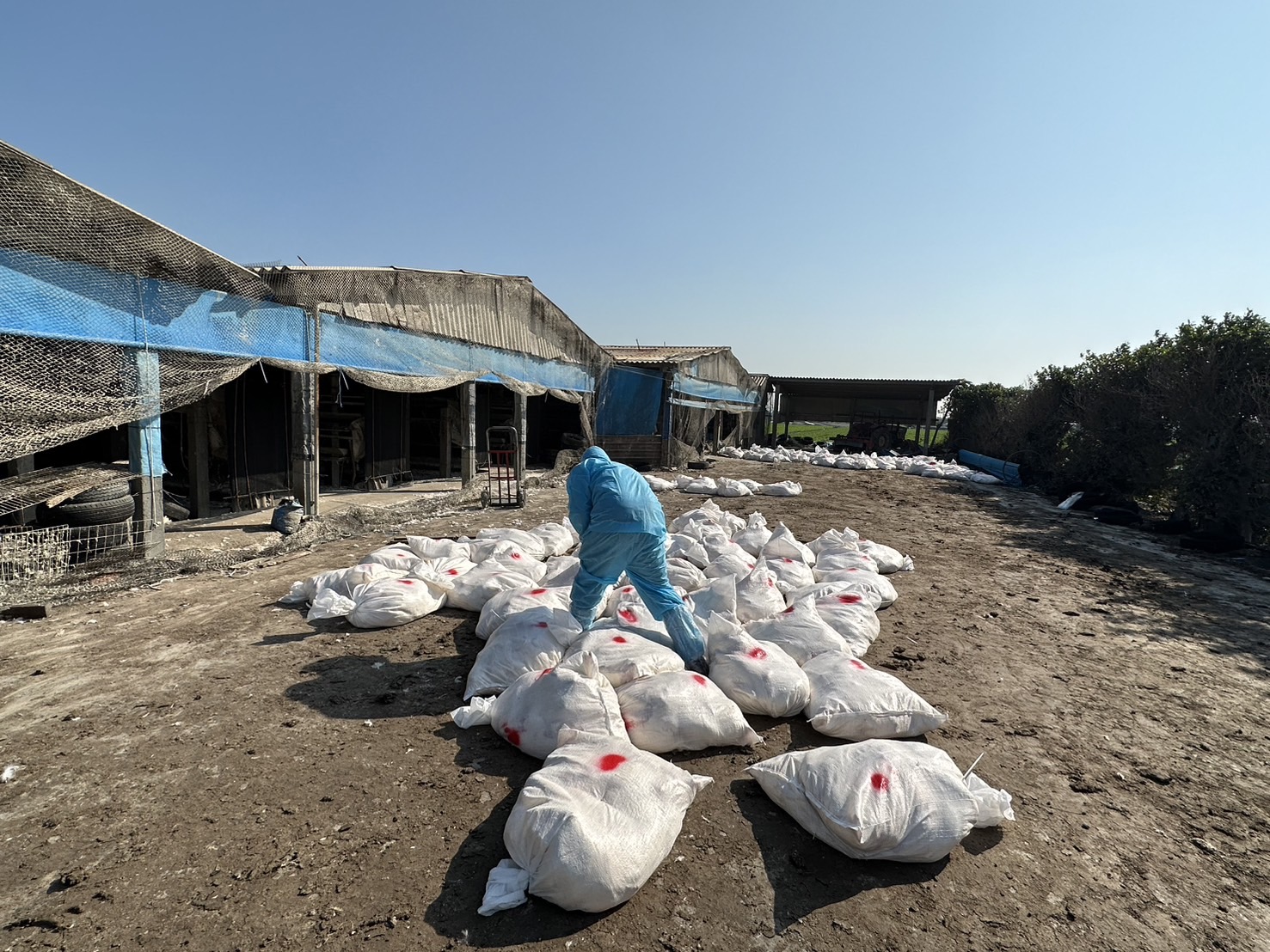 彰化芳苑蛋雞場爆發H5N1禽流感 1萬7千隻雞遭撲殺 - https://www.watchmedia01.com