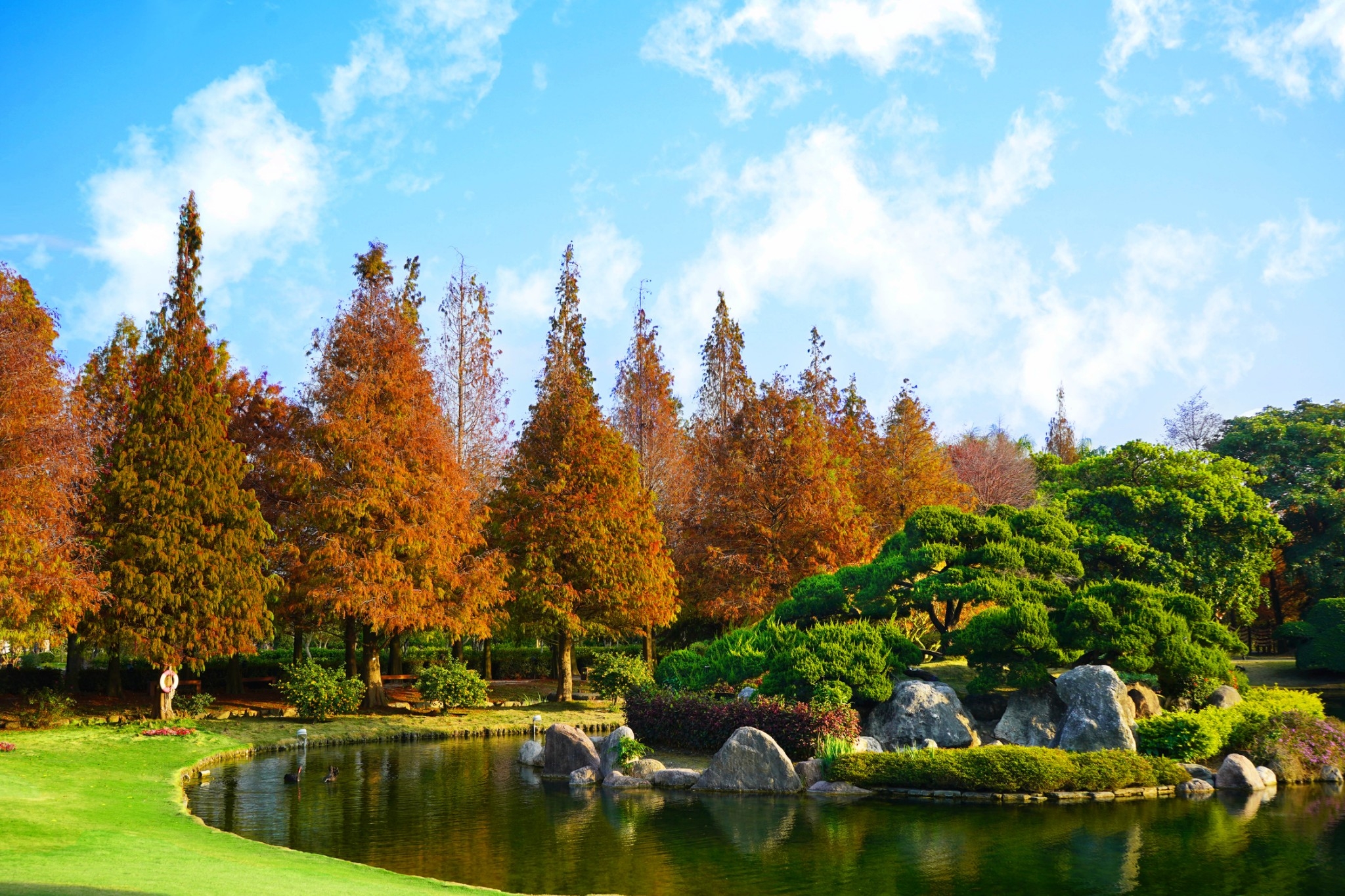 春節旅遊首選　日系落羽松秘境化身藝術季　湖心音樂會春節登場 - https://www.watchmedia01.com