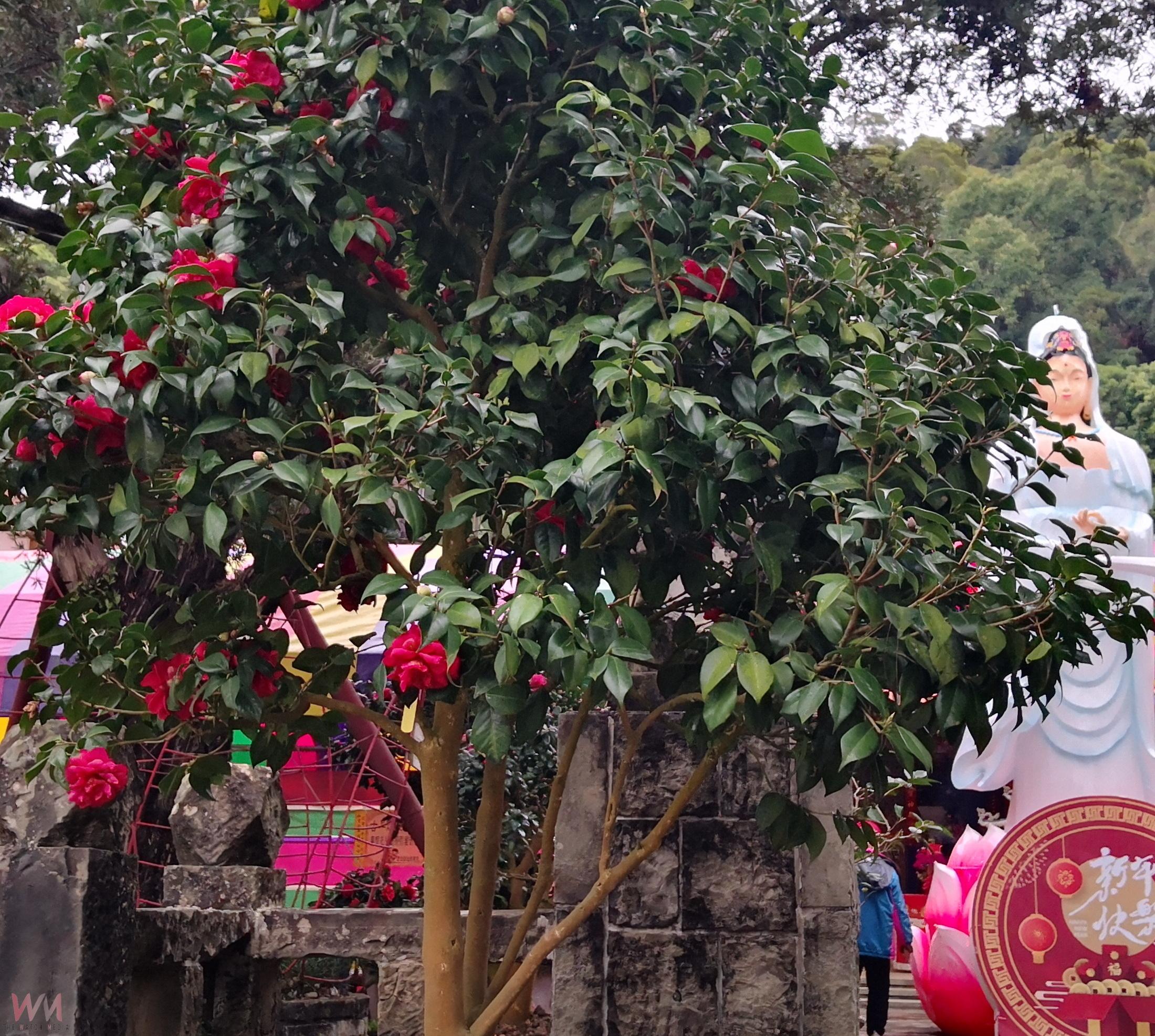春節走春必訪!清水岩寺茶花盛開 貔貅納財成為祈福熱點 - https://www.watchmedia01.com