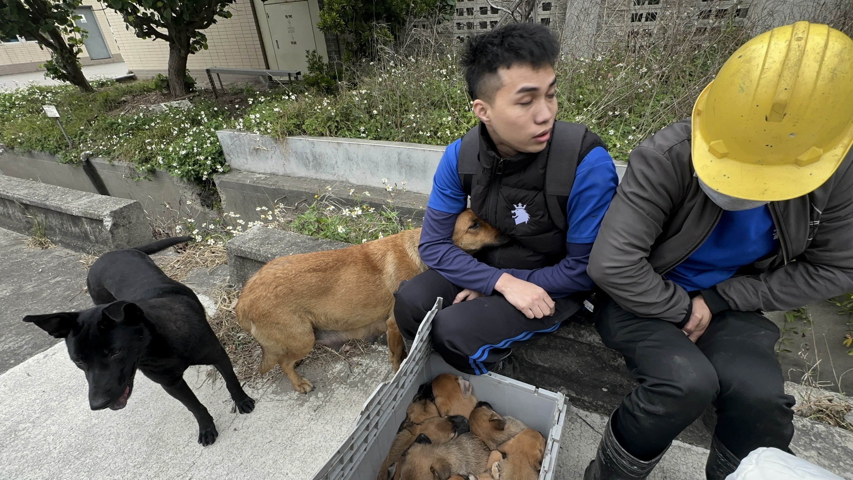 （有影片）／冒著生命危險的救援　移工拯救母犬與幼犬的感人瞬間 - https://www.watchmedia01.com