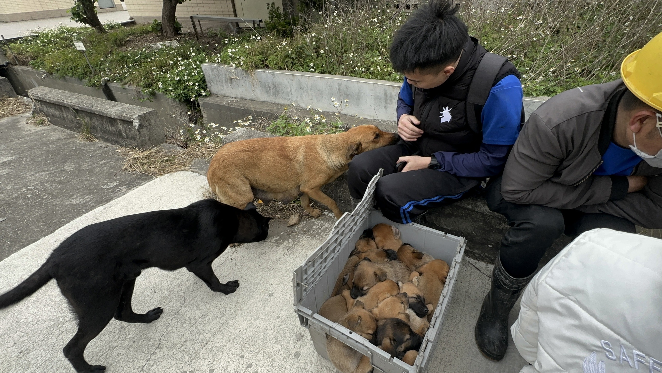 （有影片）／冒著生命危險的救援　移工拯救母犬與幼犬的感人瞬間 - https://www.watchmedia01.com