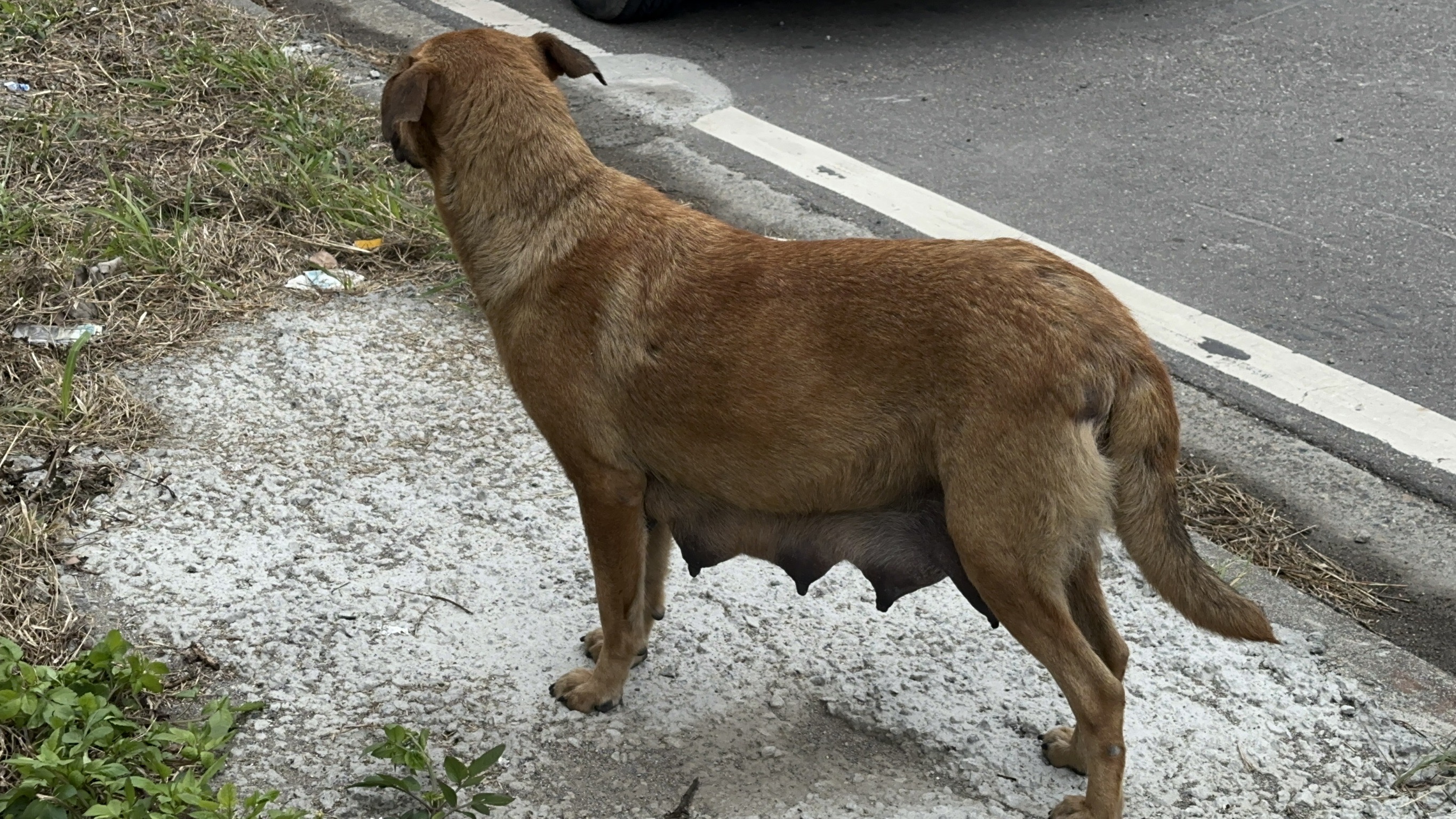 (有影片)/冒著生命危險的救援 移工拯救母犬與幼犬的感人瞬間 - https://www.watchmedia01.com
