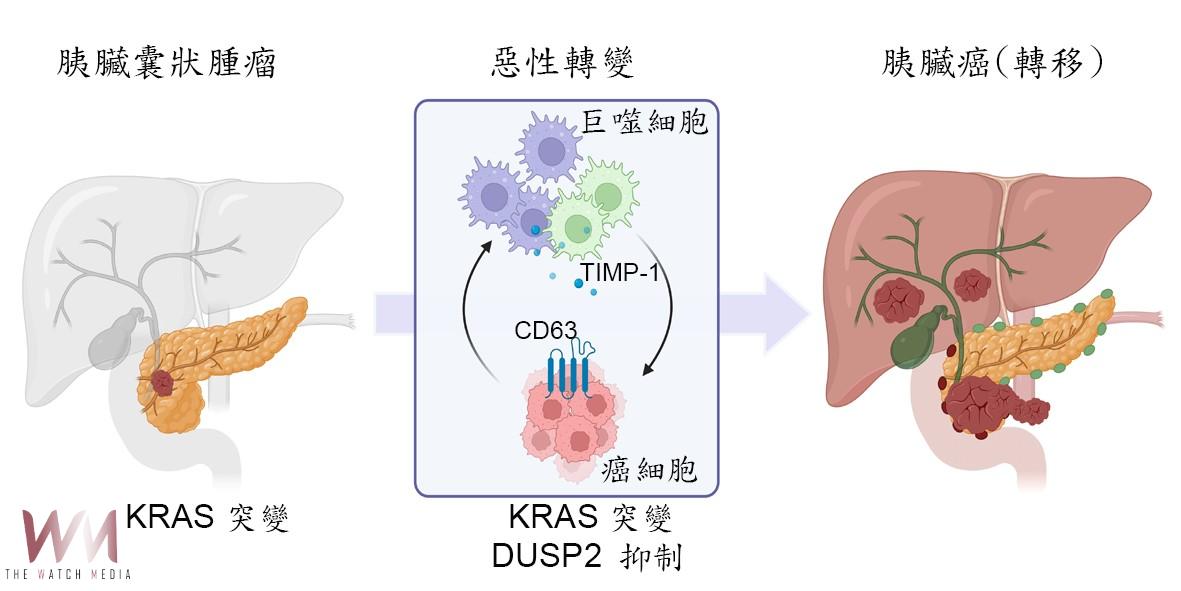 成功大學與中正大學聯手　破解胰臟癌惡性轉化機制 - https://www.watchmedia01.com