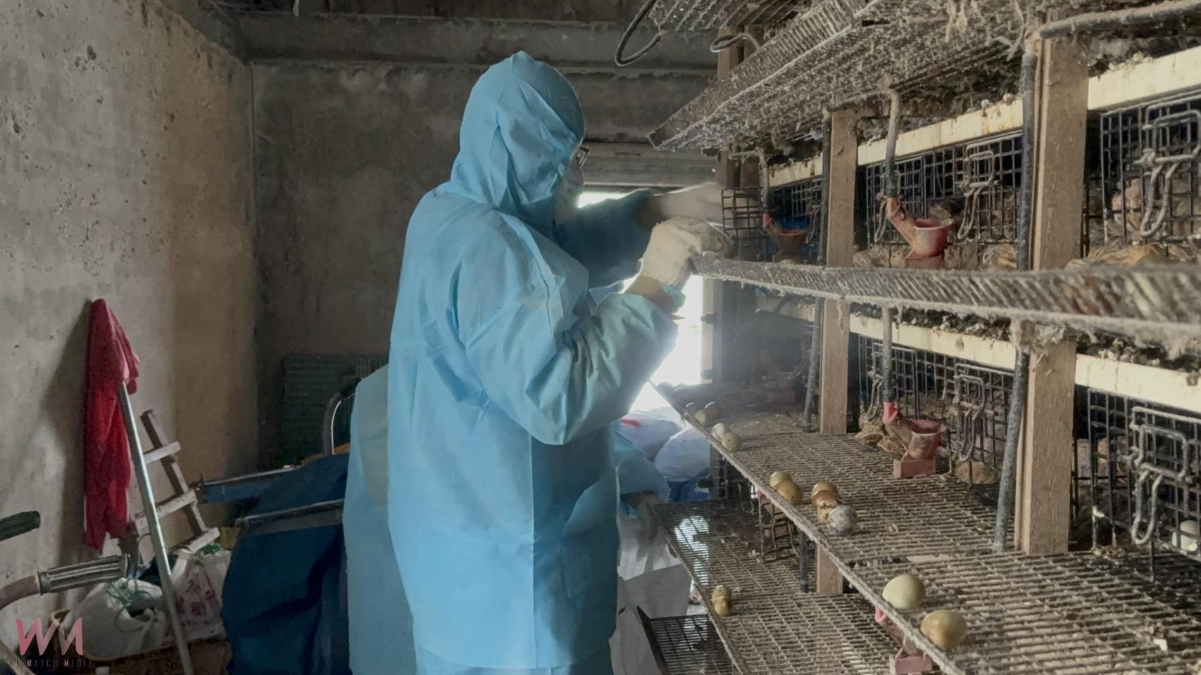 （有影片）／彰化二林鵪鶉場確診高病原H5N1禽流感 6萬4千隻撲殺 - https://www.watchmedia01.com
