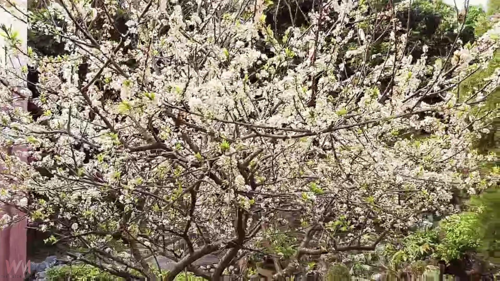 （有影片）／虎山巖李花綻放　漫步花海如踏雪　228連假正是賞花時機 - https://www.watchmedia01.com