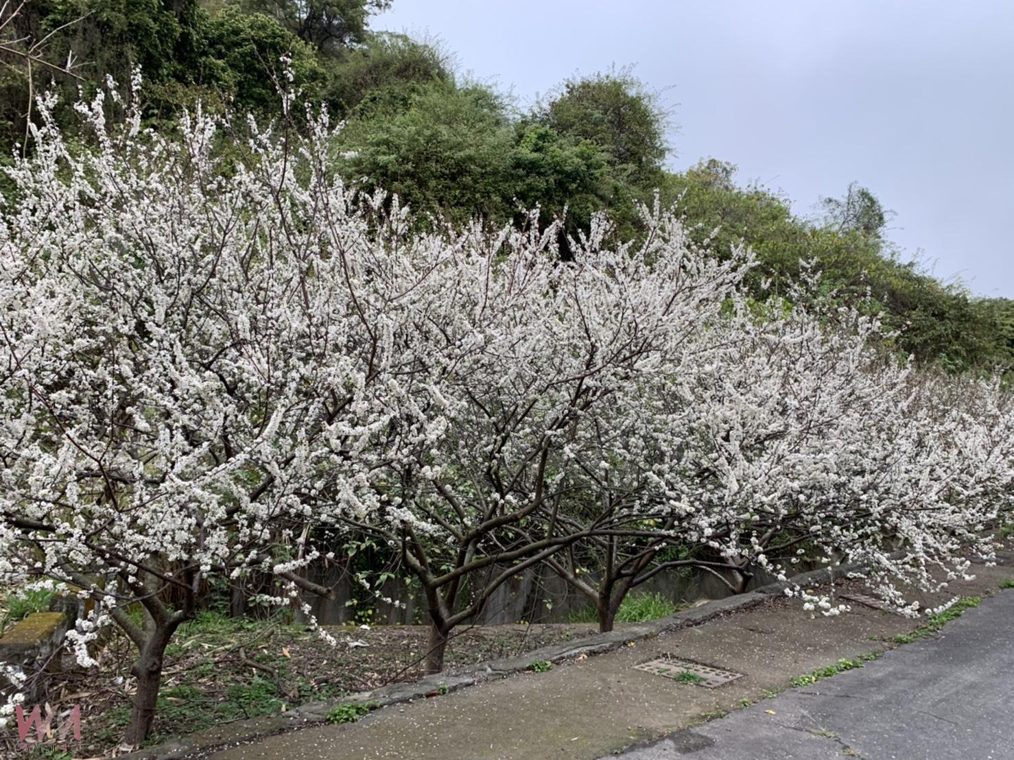 （有影片）／虎山巖李花綻放　漫步花海如踏雪　228連假正是賞花時機 - https://www.watchmedia01.com