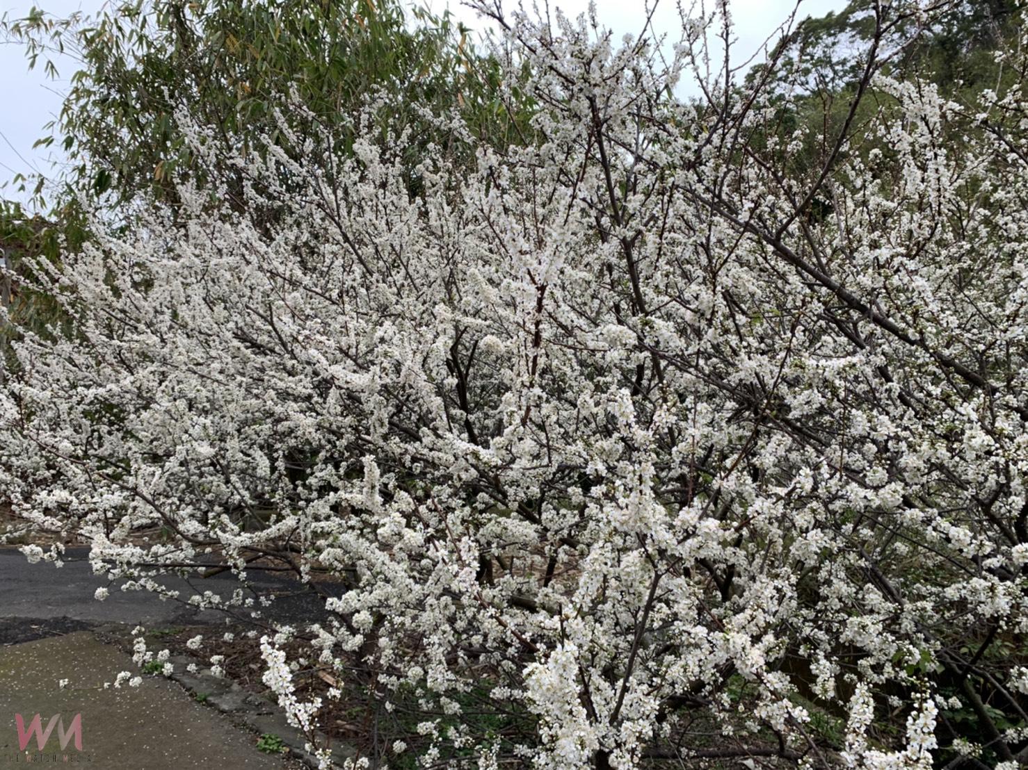 （有影片）／虎山巖李花綻放　漫步花海如踏雪　228連假正是賞花時機 - https://www.watchmedia01.com