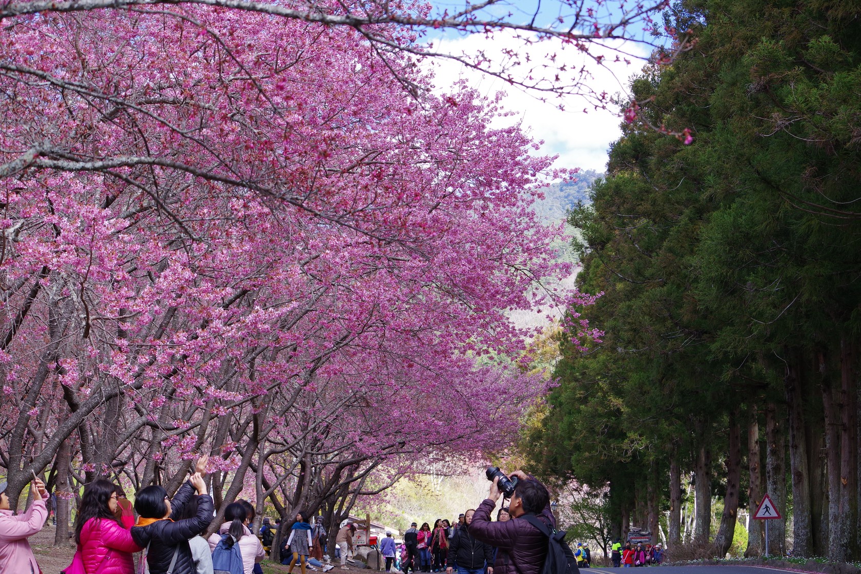 武陵農場櫻花季延長至3月2日 總量管制每日6千人這些車輛禁止進入 - https://www.watchmedia01.com