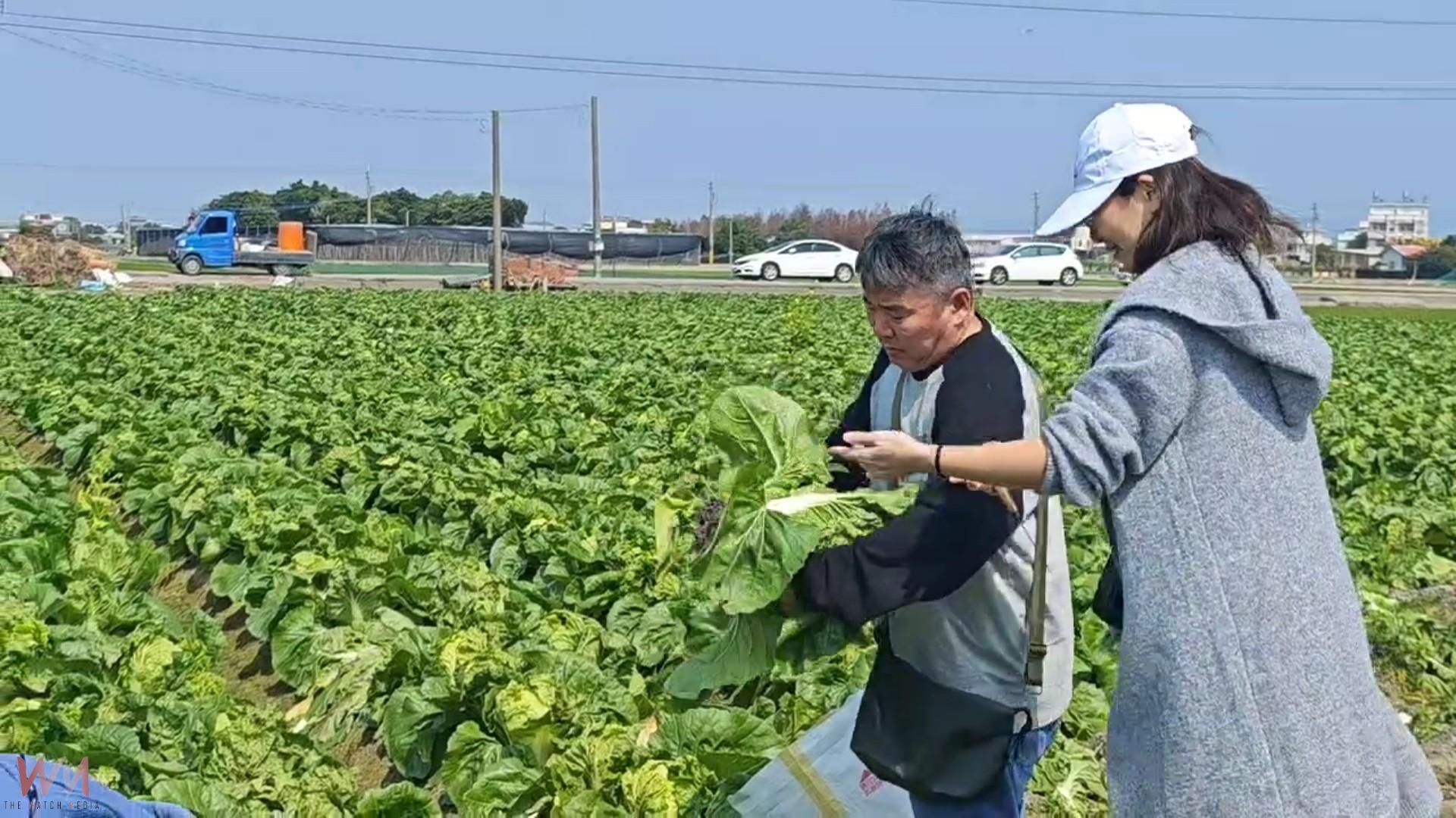 （有影片）／白菜價格崩跌！彰化農民無奈開放自採　每顆10元民眾搶翻天 - https://www.watchmedia01.com
