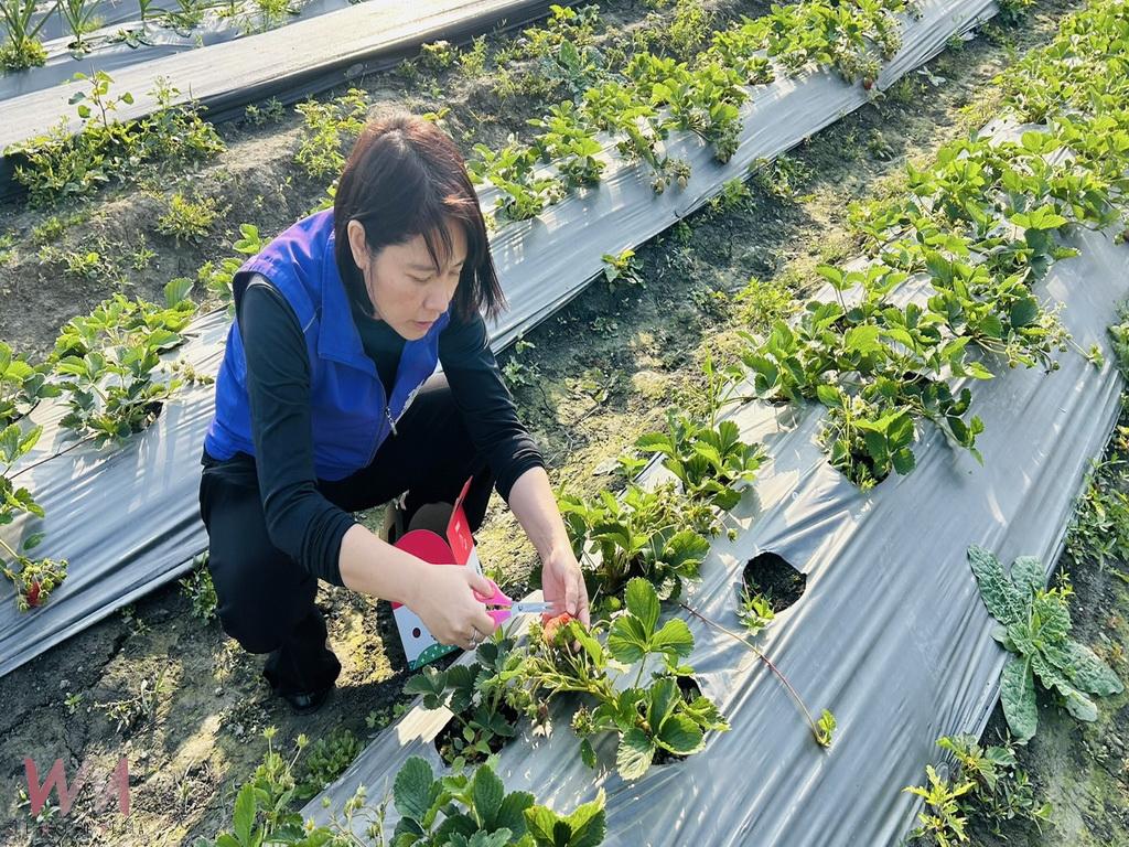 埔心鄉第四蜜香甜登場 張佩瑩鄉長真情推薦陶子姐草莓園 - https://www.watchmedia01.com