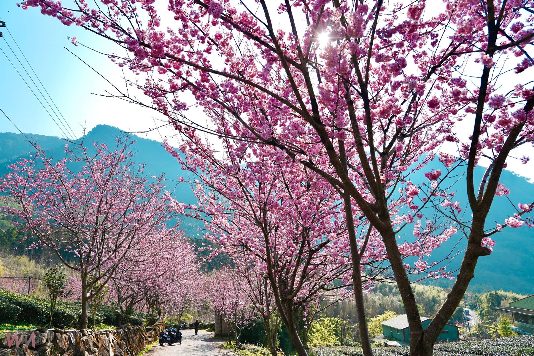 阿里山賞櫻之旅    日夜美景美食民宿慢旅行 - https://www.watchmedia01.com