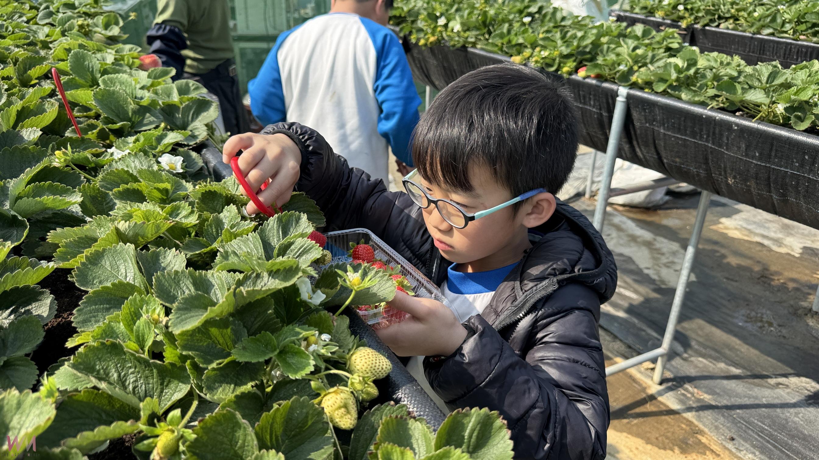 （有影片）／親手摘下無毒草莓好滋味！國聖國小師生田間體驗食農樂趣 - https://www.watchmedia01.com