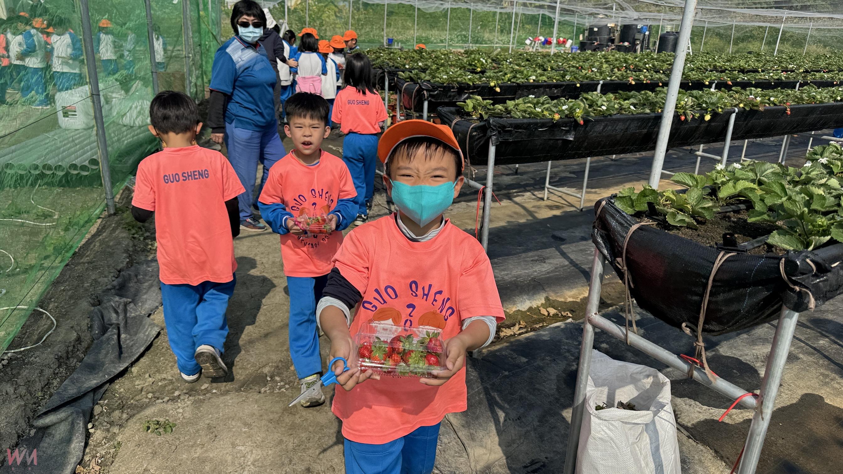 （有影片）／親手摘下無毒草莓好滋味！國聖國小師生田間體驗食農樂趣 - https://www.watchmedia01.com