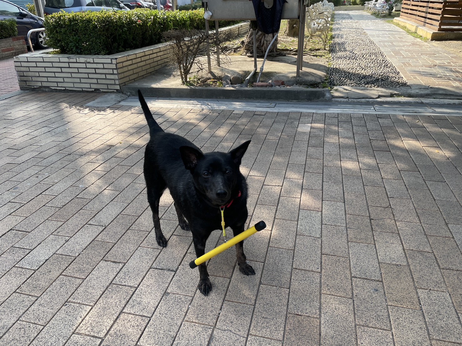 （有影片）／試辦防追矯正棍應對遊蕩犬問題　彰化縣首批50支供申請 - https://www.watchmedia01.com