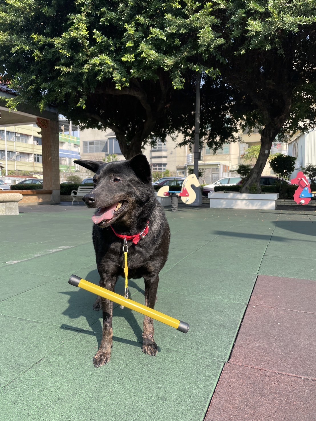 （有影片）／試辦防追矯正棍應對遊蕩犬問題　彰化縣首批50支供申請 - https://www.watchmedia01.com