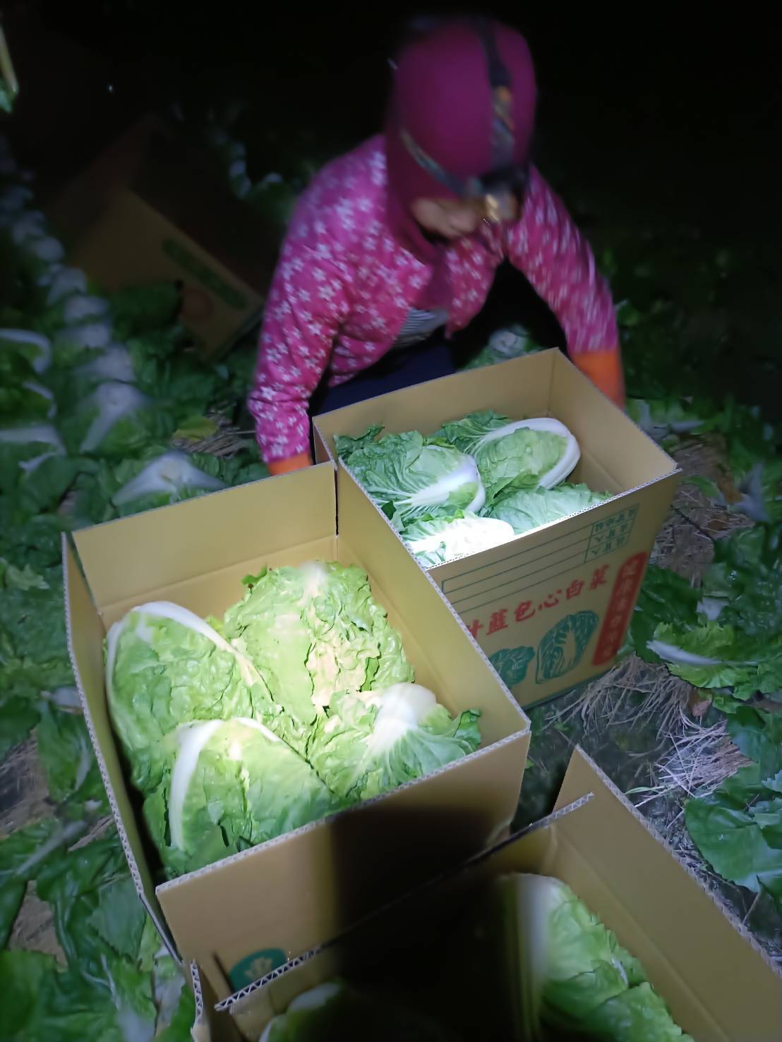 （有影片）／建商挺故鄉認購大白菜　5000顆送給基隆地區社區共餐據點 - https://www.watchmedia01.com