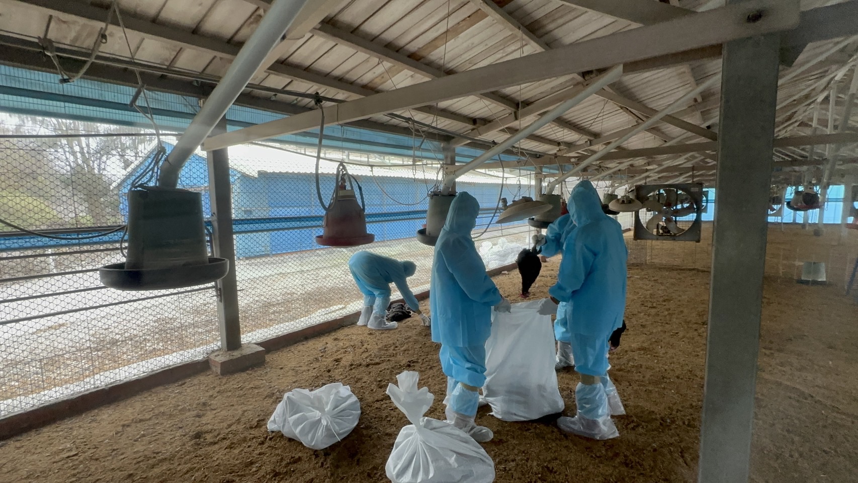 （有影片）／彰化首例土雞場確診禽流感　2萬8,441隻雞隻被撲殺 - https://www.watchmedia01.com